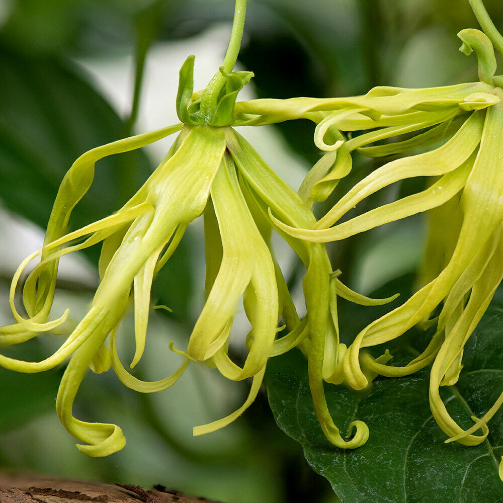 Benefits of Ylang Ylang Essential Oil