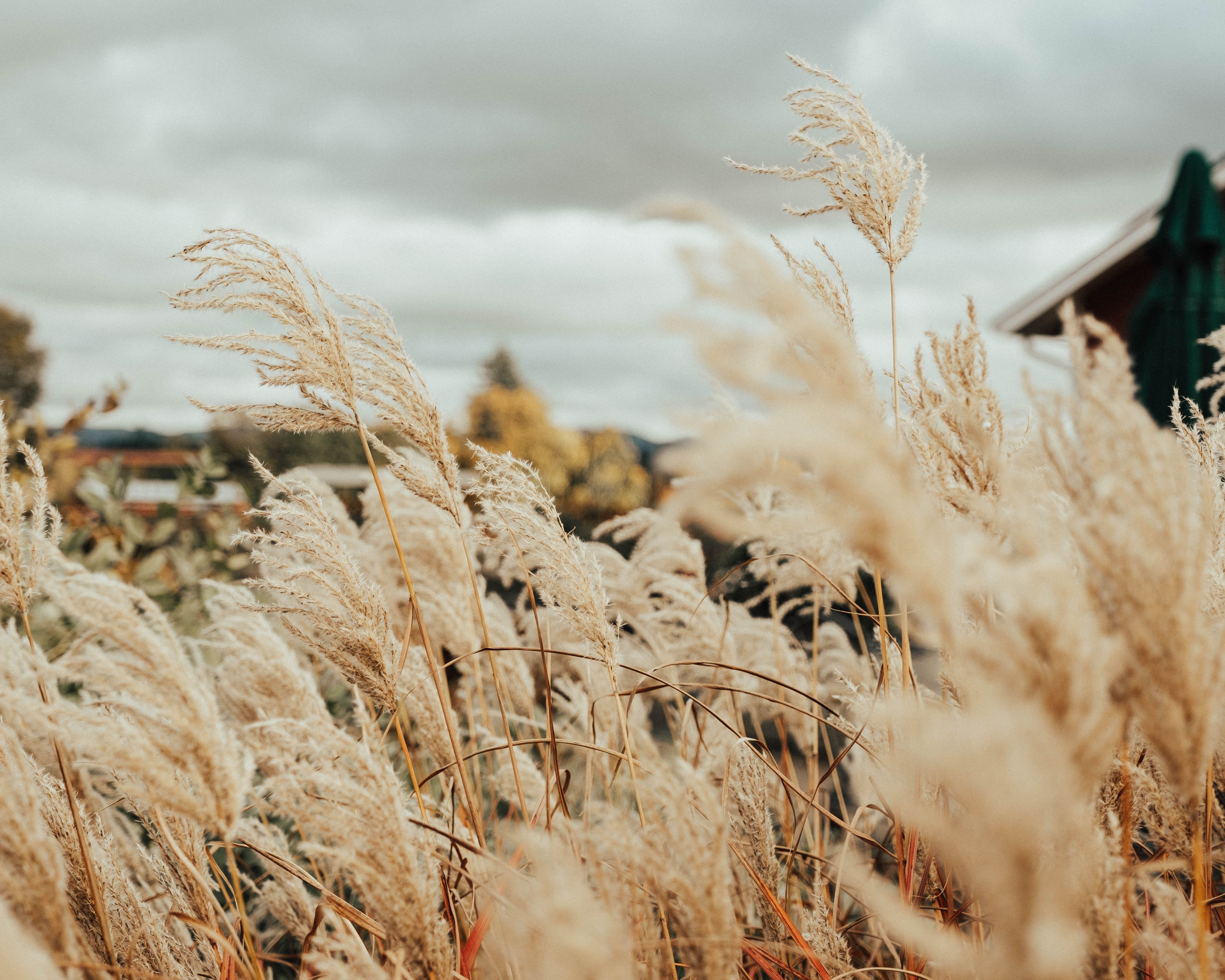 Alevan Botanica Ayurvedic Guide to Fall