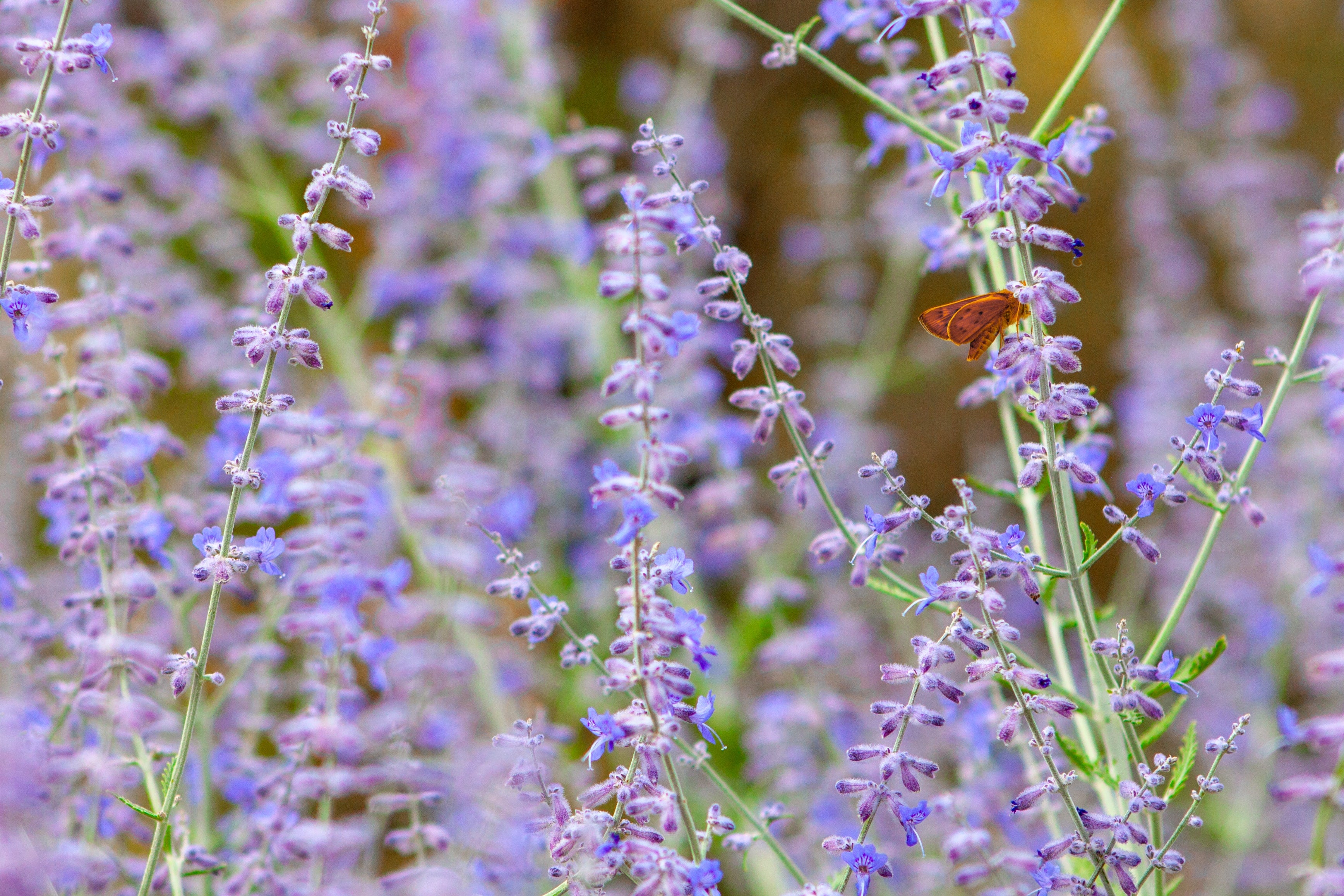 Benefits of Clary Sage Essential Oil