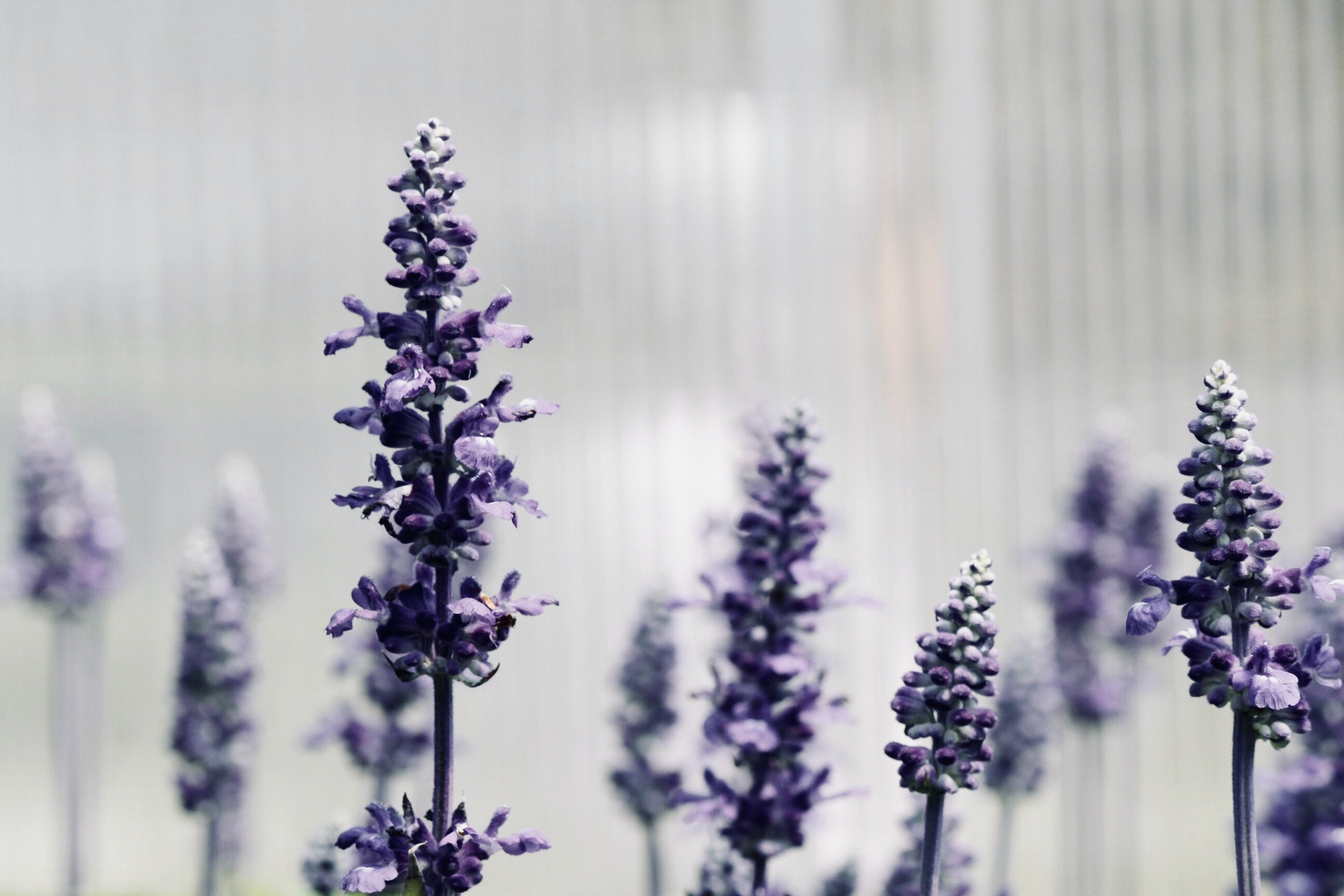 Essential Oils for Sleep