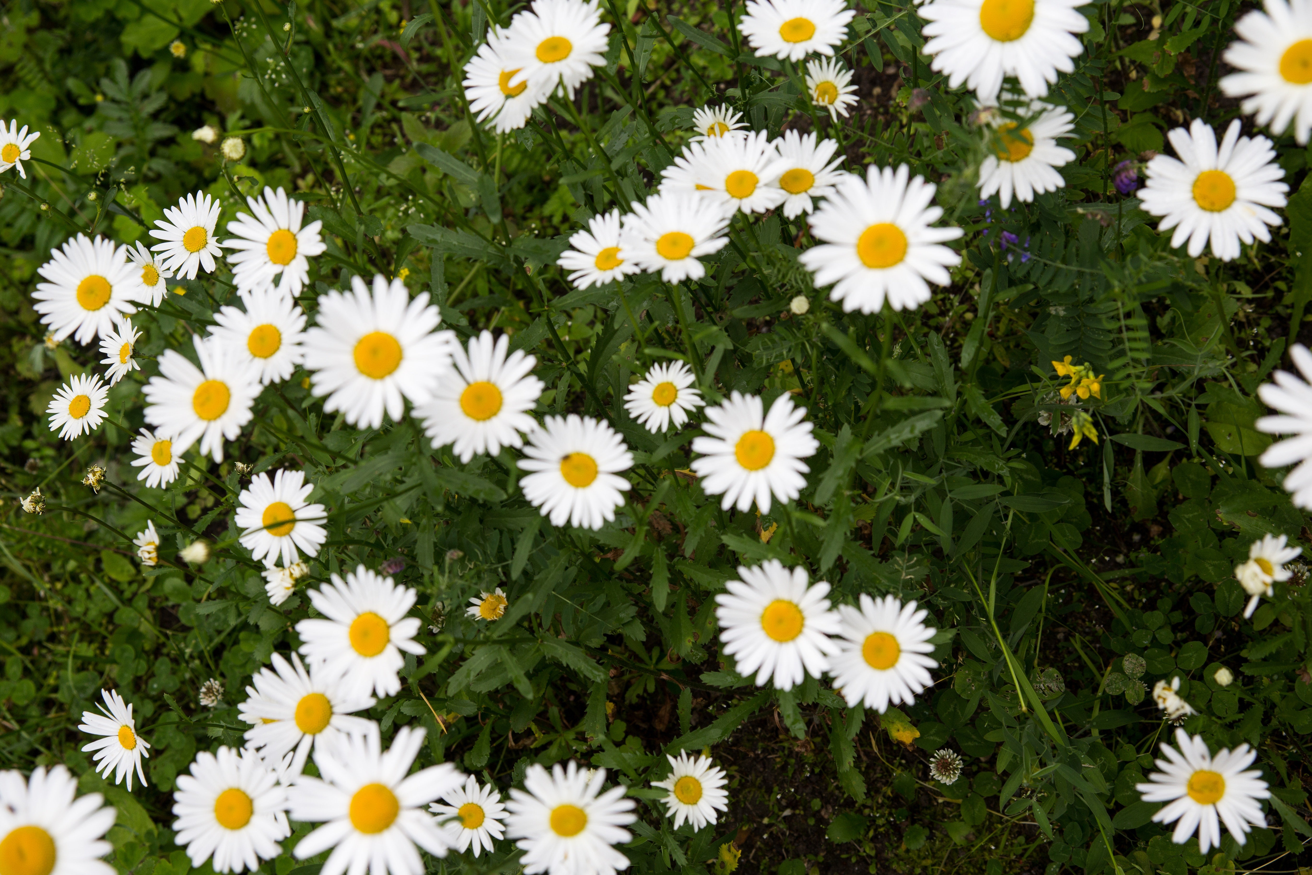 Aromatherapy for Your Dosha